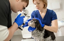 Veterinary Surgeons