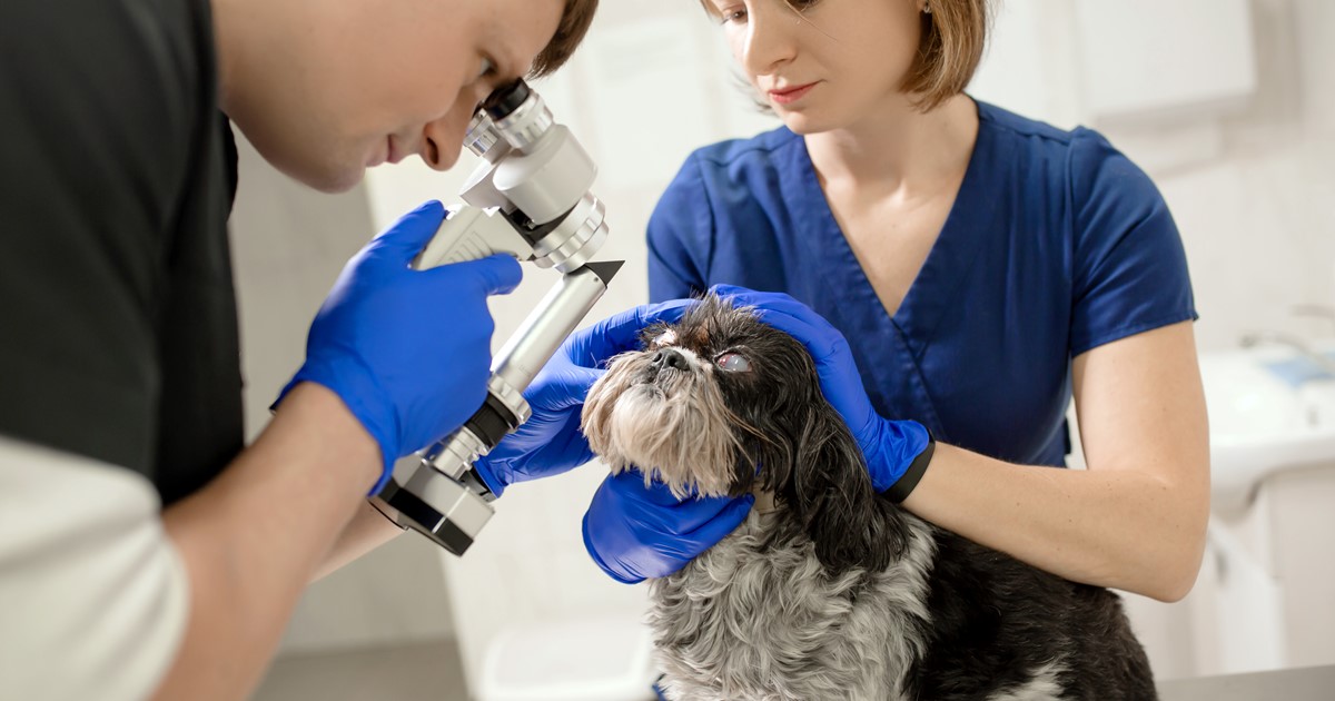 Veterinary Surgeons Forensic Training