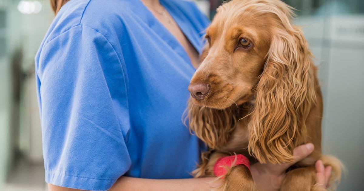 Veterinary Nurses Forensic Training Forensic Access