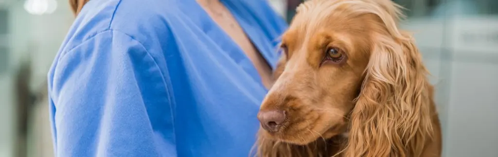 Forensic Access Relaunches Specialist Training For Veterinary Surgeons And Nurses
