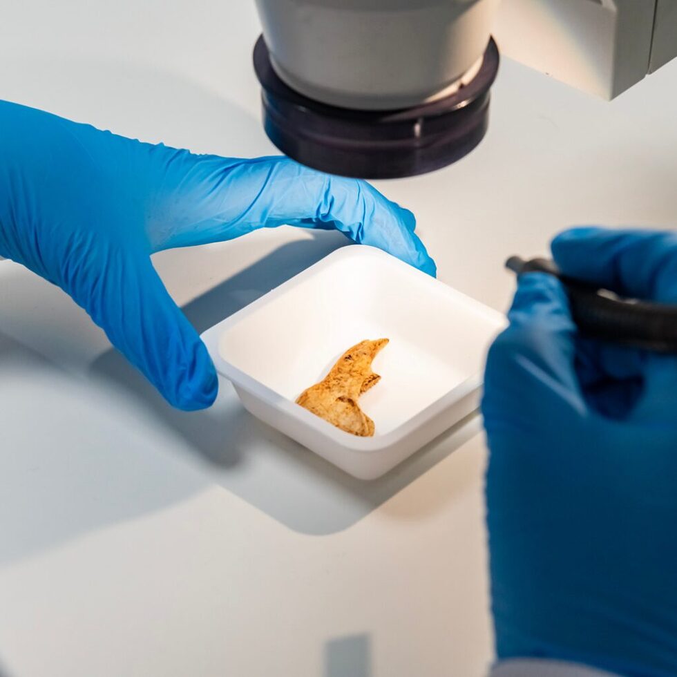 Human Remains Recovery & Identification | Forensic Access