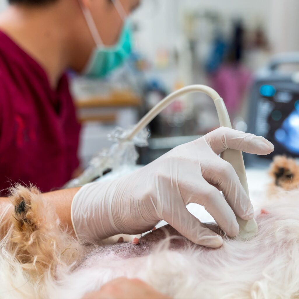 Veterinary Nurses Veterinary Nurses